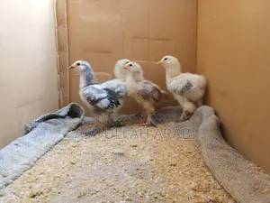Brahma chicks (4 pieces together) (25+ days)