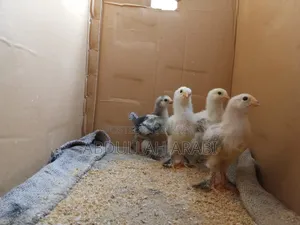 Brahma chicks (4 pieces together) (25+ days)