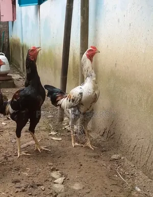 Whistling Duck for Sale