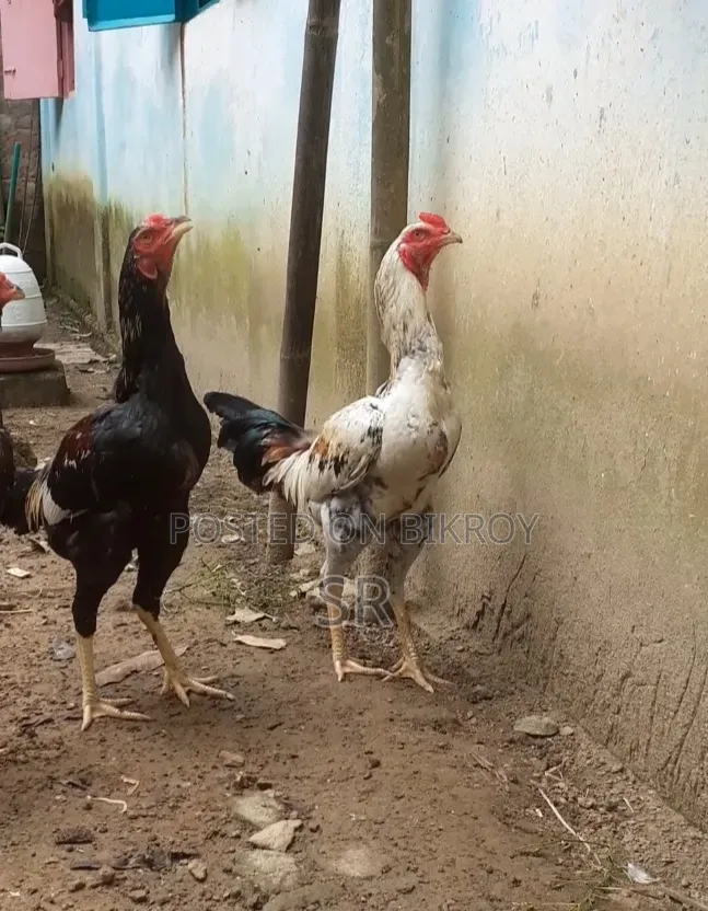 Whistling Duck for Sale