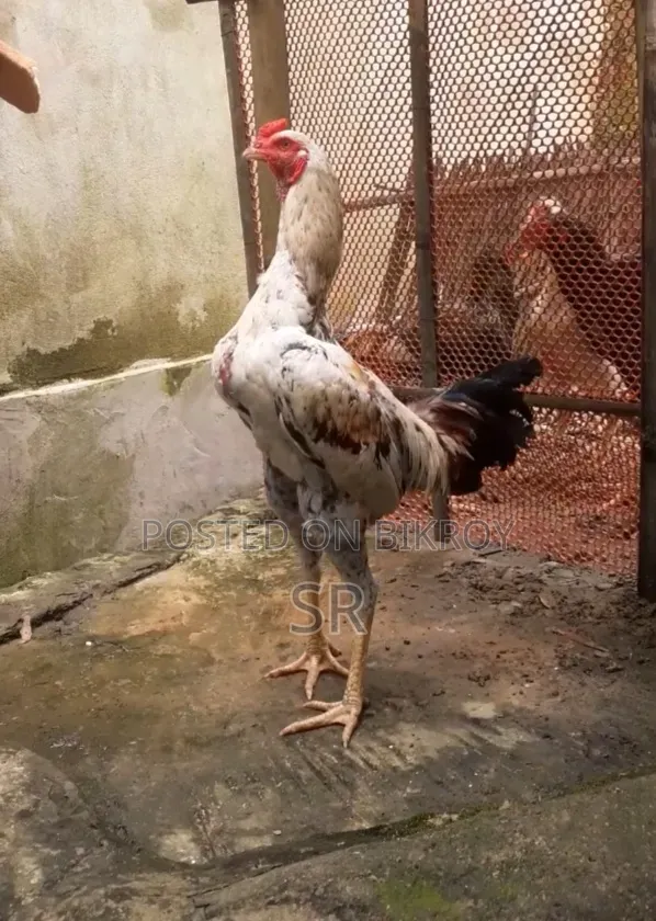 Whistling Duck for Sale