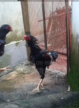 Whistling Duck for Sale