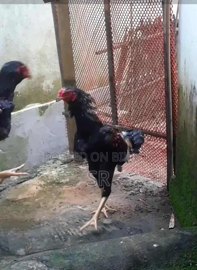 Whistling Duck for Sale
