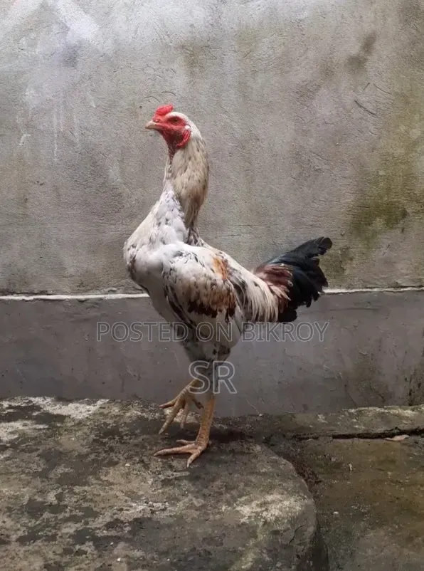 Whistling Duck for Sale