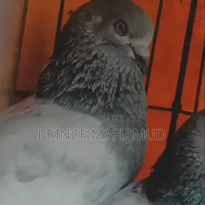 Khaki Pair of Pigeons