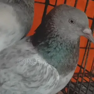 Khaki Pair of Pigeons