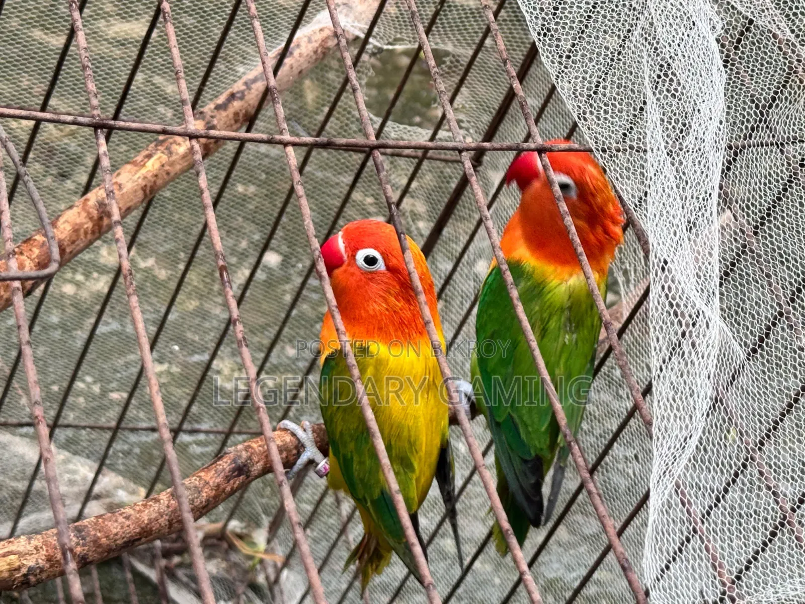কোয়ালিটি ফুল লাভ বার্ড