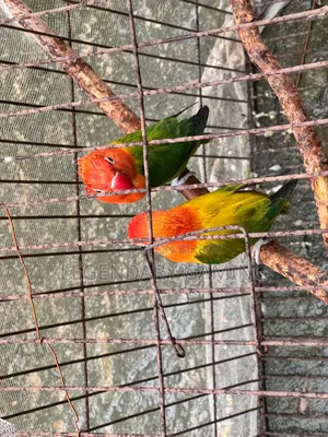 কোয়ালিটি ফুল লাভ বার্ড