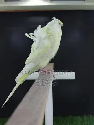 এসএফ ওয়াইএফ-২ জেপি বাজিগর পুরুষ