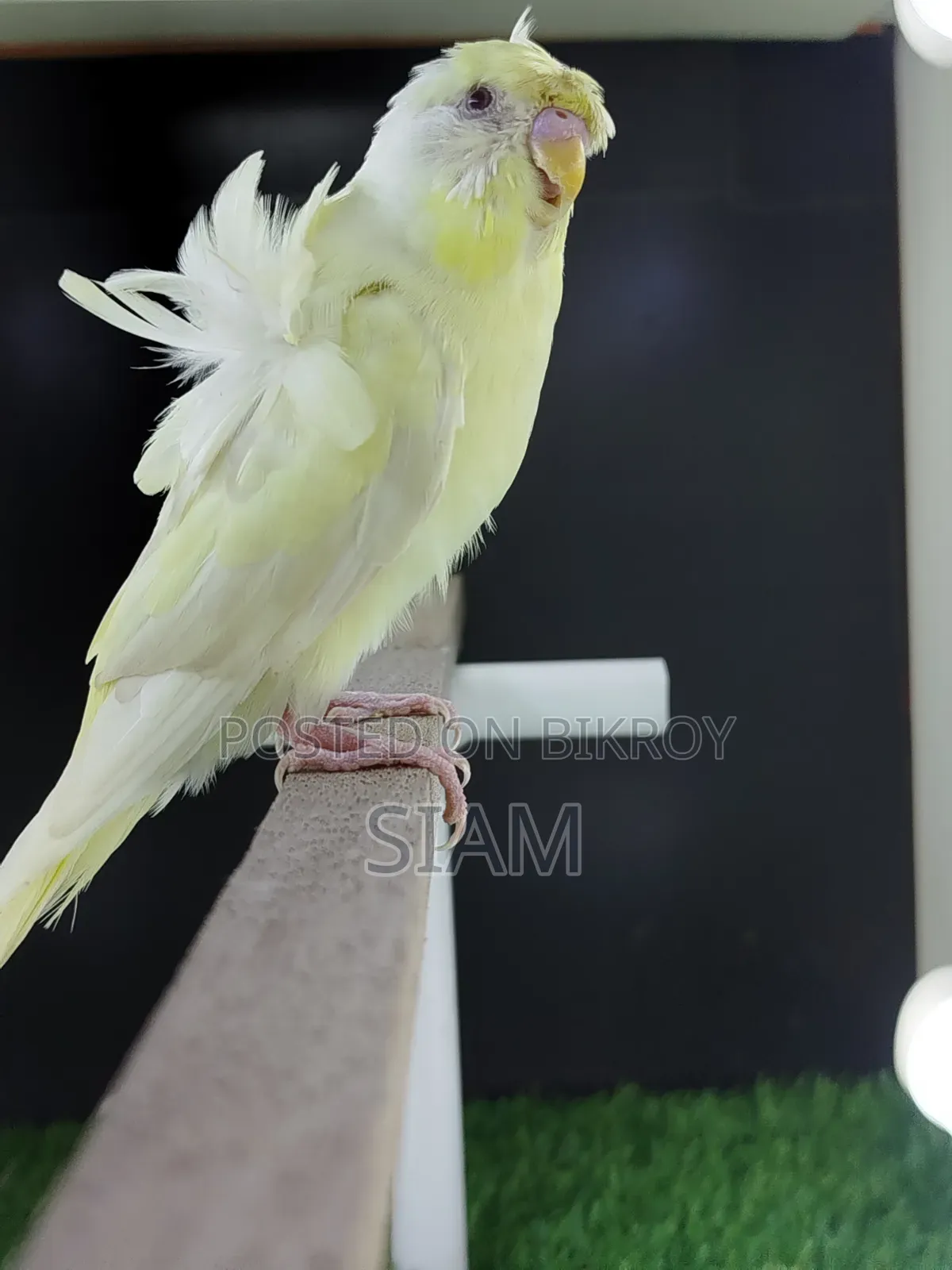 এসএফ ওয়াইএফ-২ জেপি বাজিগর পুরুষ