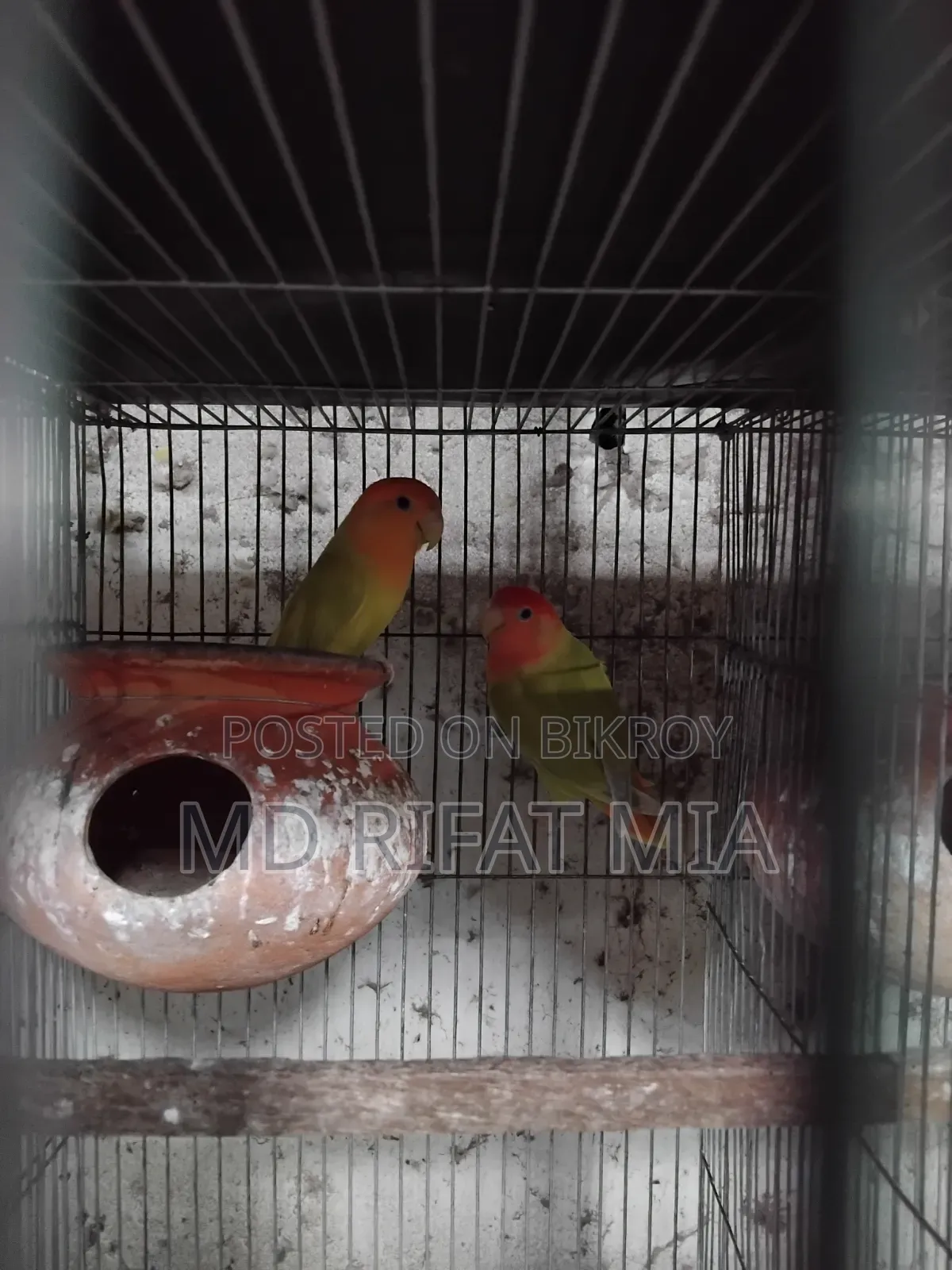 লাভ বার্ড ছোট