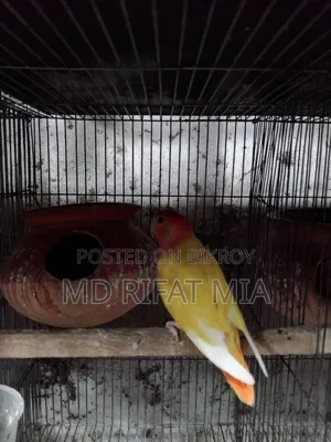 লাভ বার্ড ছোট