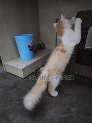 1-3 Months Female Purebred Persian