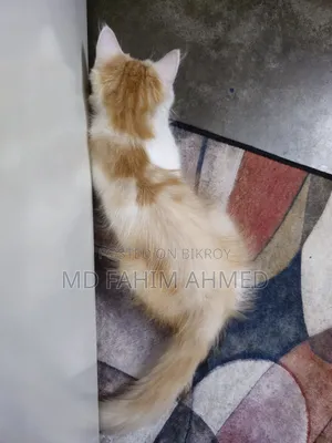 1-3 Months Female Purebred Persian