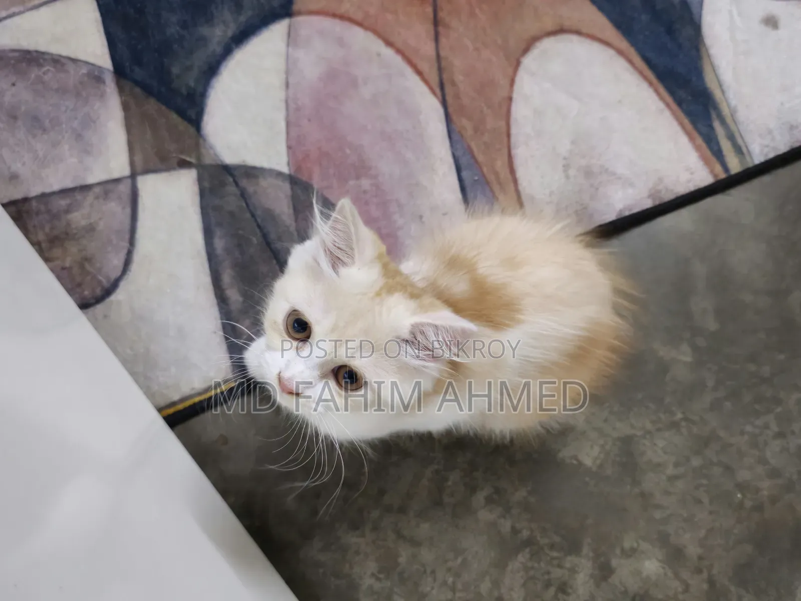 1-3 Months Female Purebred Persian