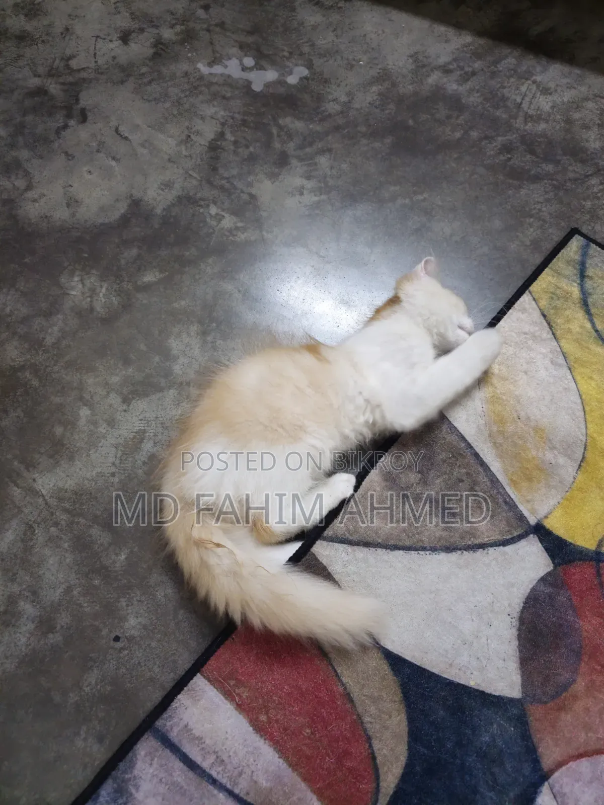 1-3 Months Female Purebred Persian