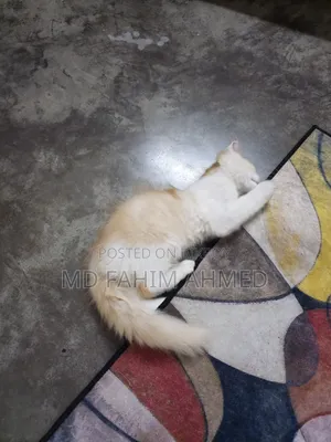 1-3 Months Female Purebred Persian