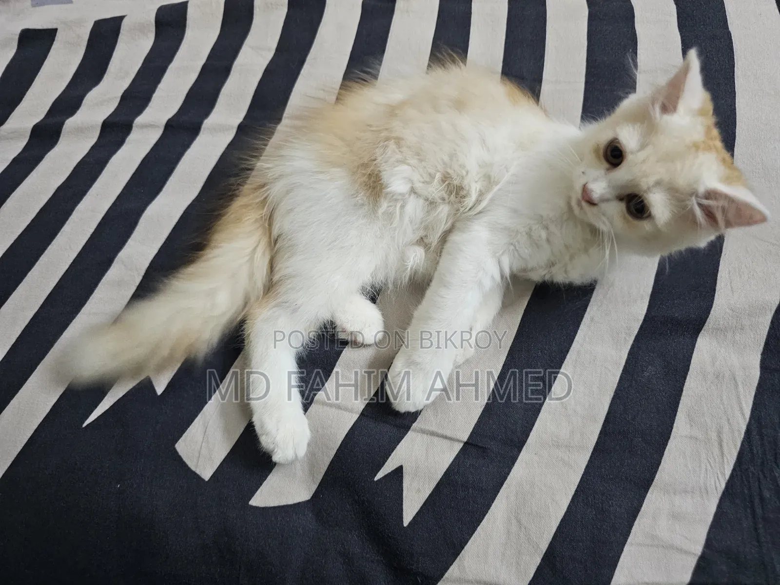 1-3 Months Female Purebred Persian