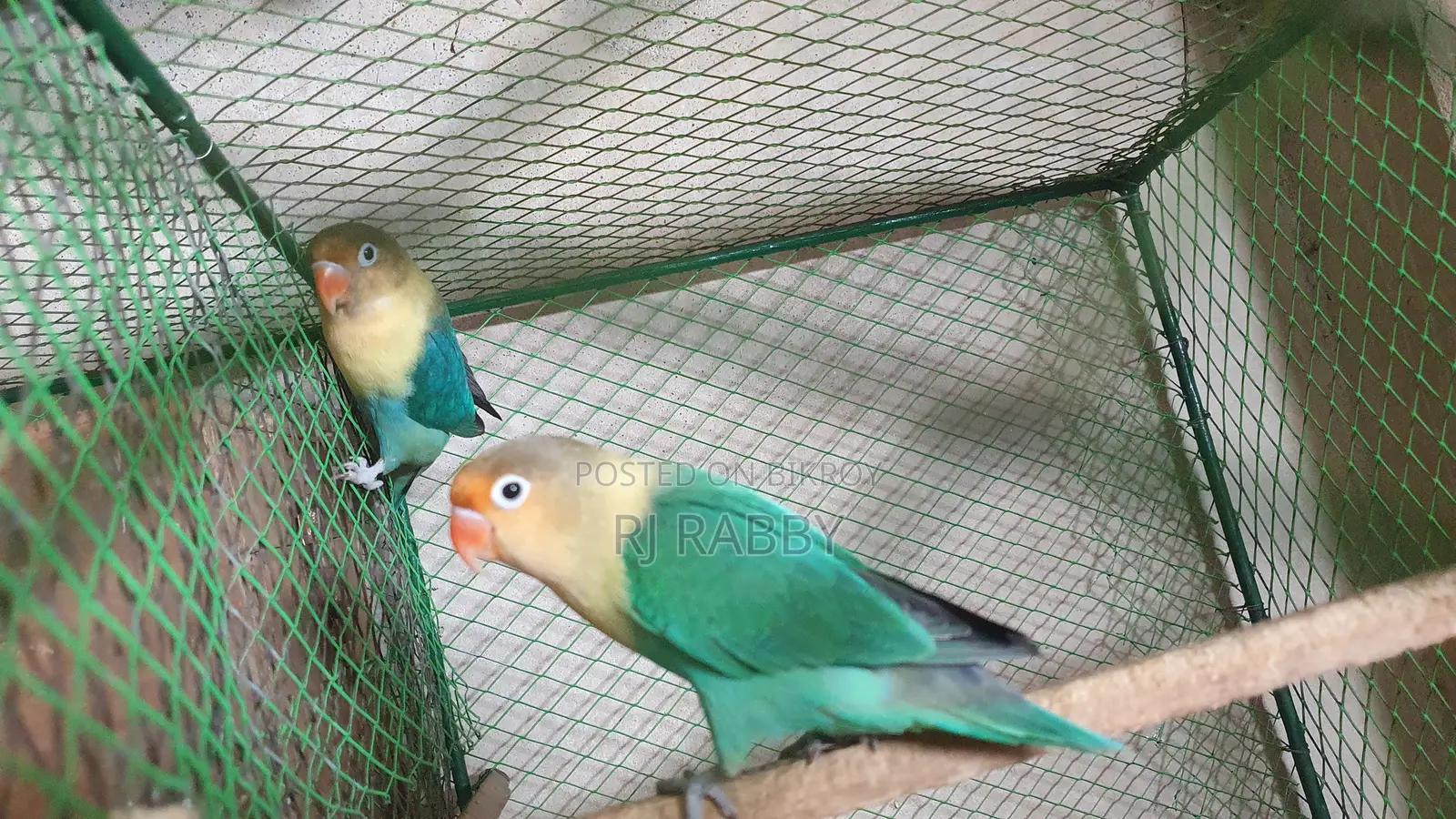 পারব্লু ওপলাইন লাভবার্ড