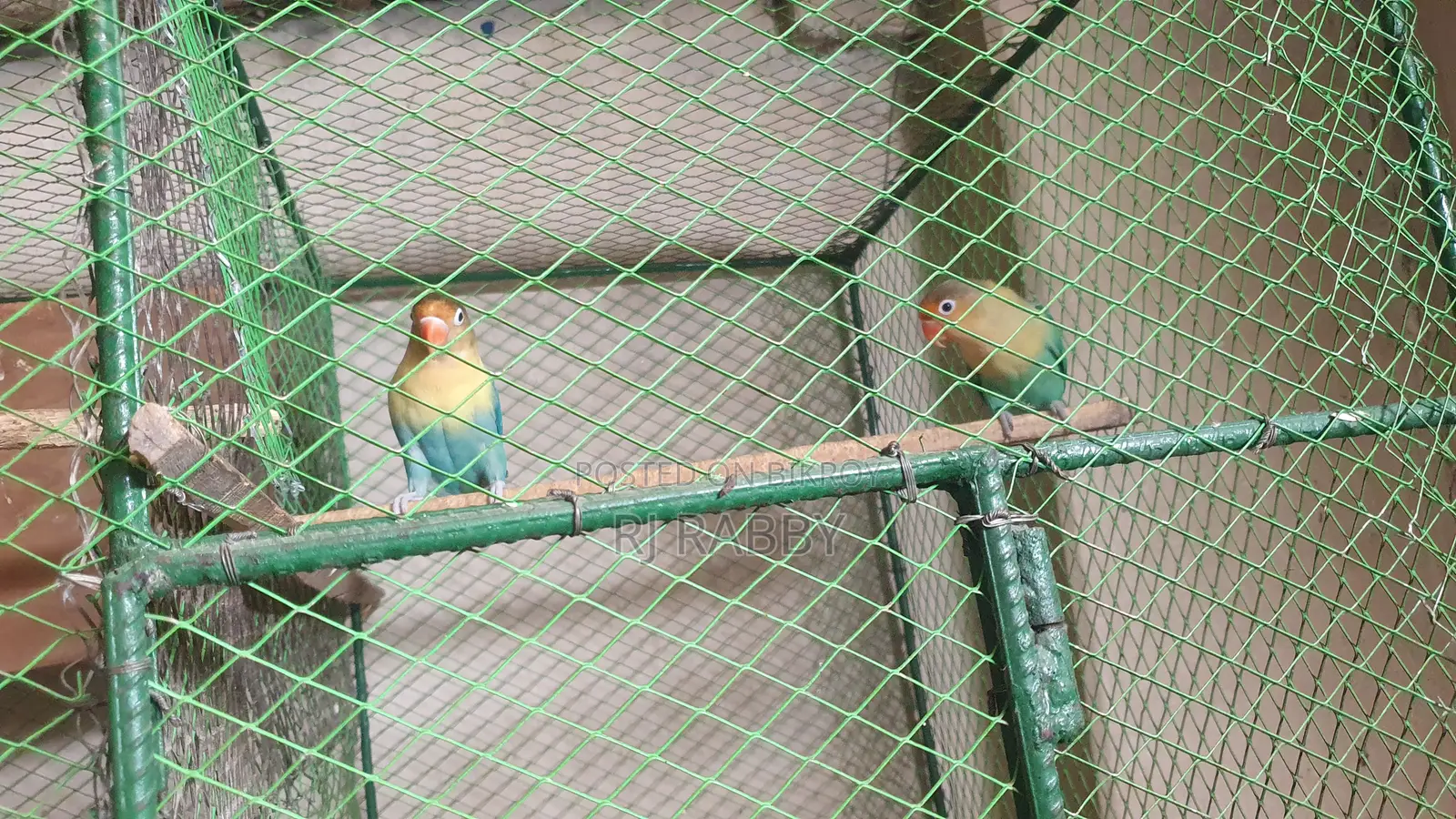 পারব্লু ওপলাইন লাভবার্ড