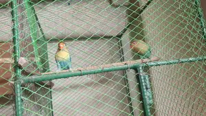 পারব্লু ওপলাইন লাভবার্ড