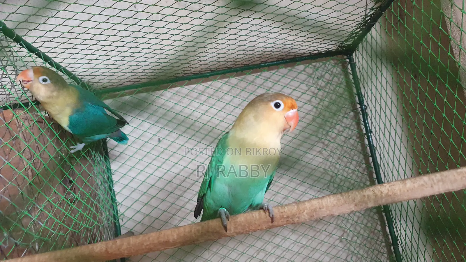 পারব্লু ওপলাইন লাভবার্ড