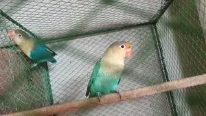 পারব্লু ওপলাইন লাভবার্ড