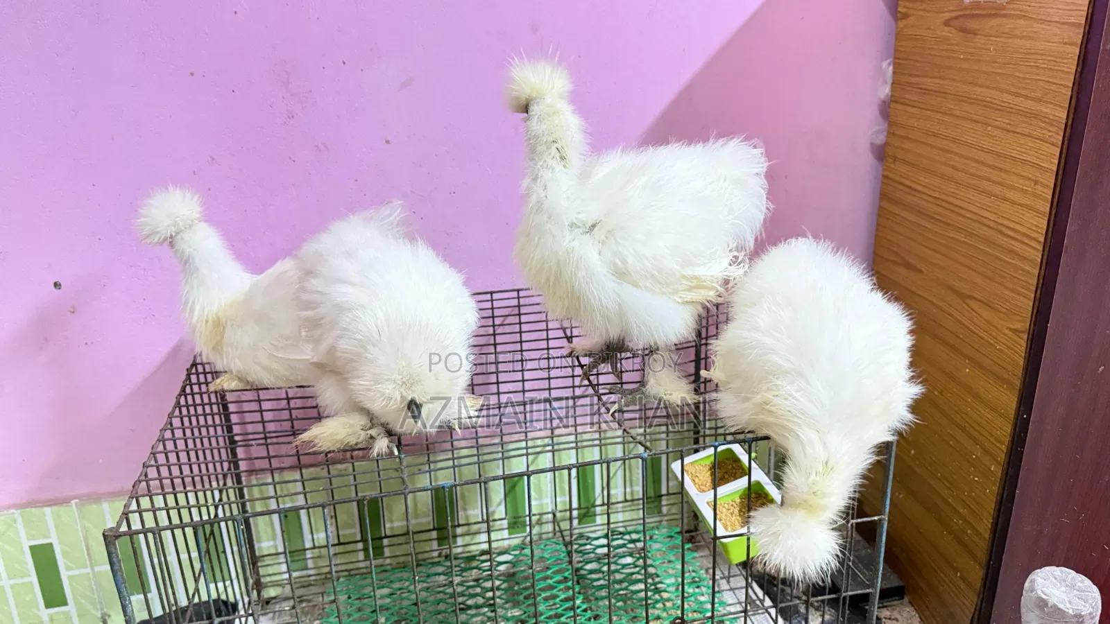 Silky Chicken
