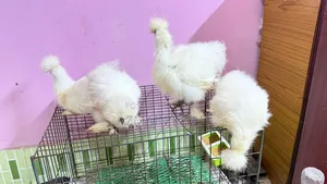 Silky Chicken