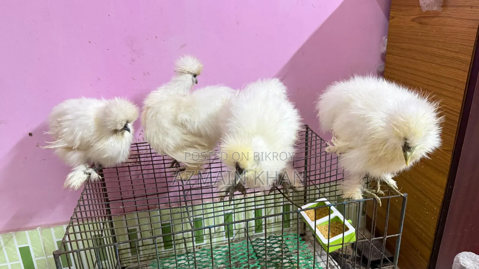 Silky Chicken