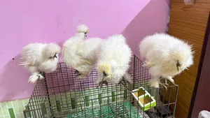 Silky Chicken