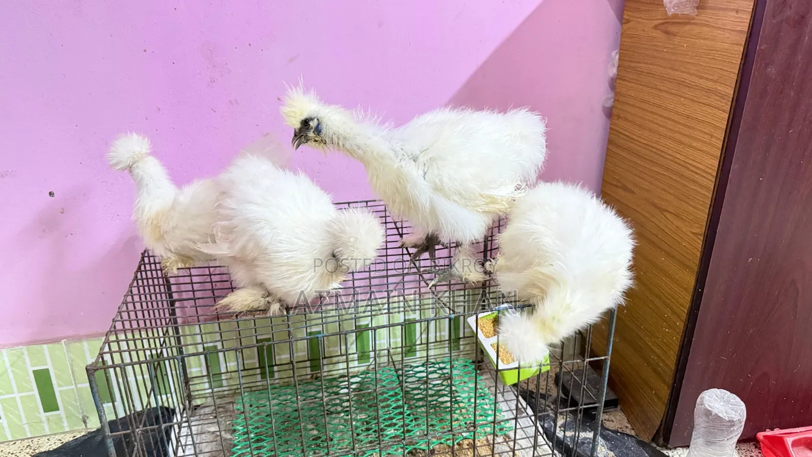 Silky Chicken