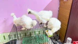 Silky Chicken