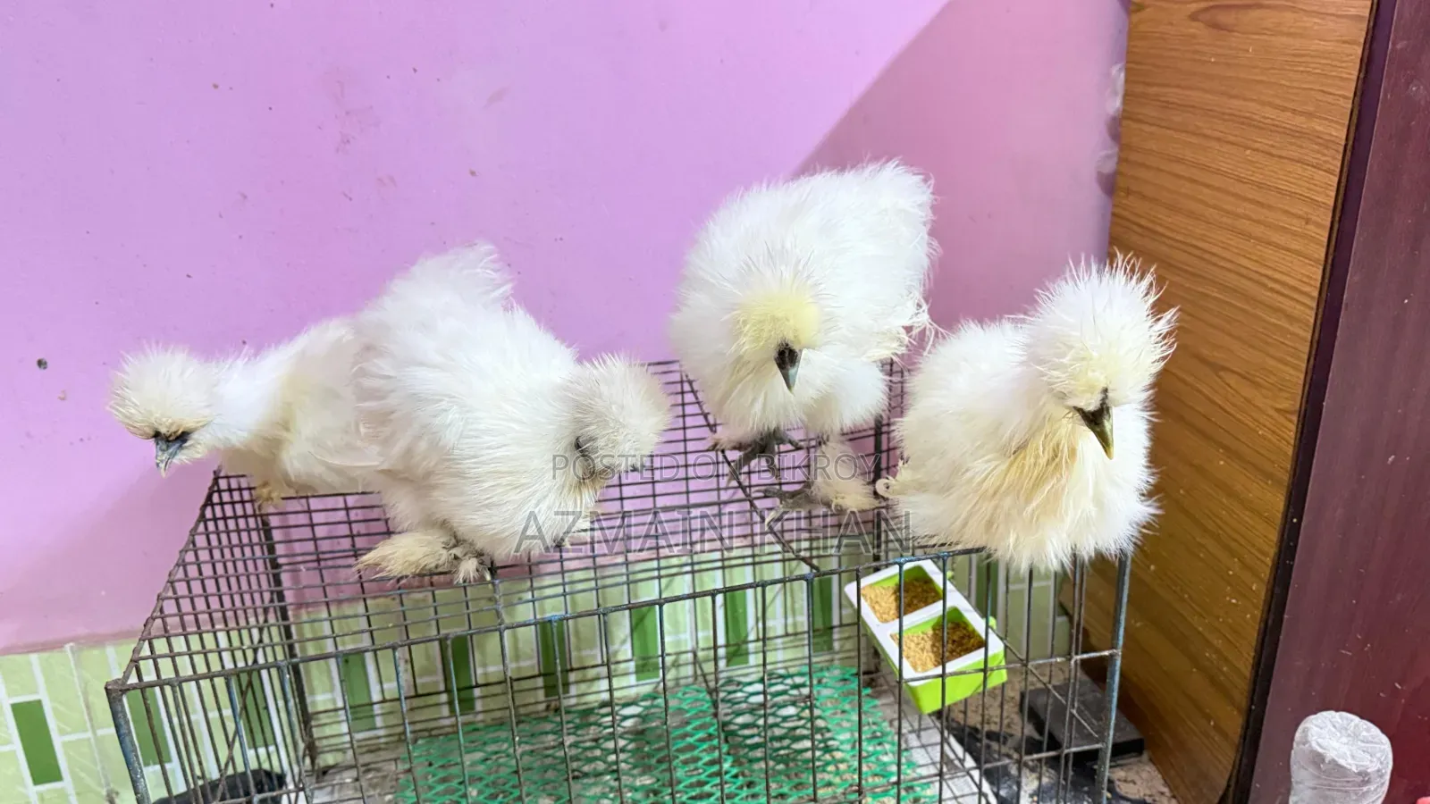 Silky Chicken