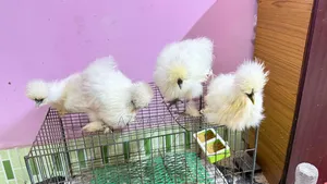 Silky Chicken