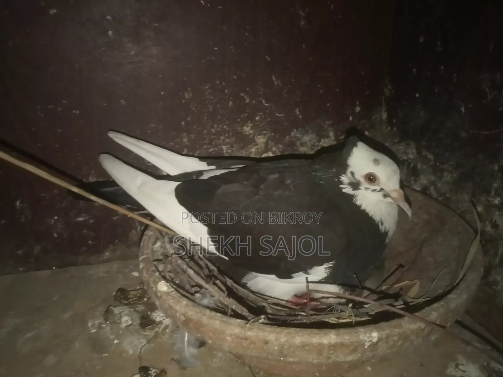 রানিং রাজ গোল্লা আছে ডিম বাচ্চা গেরান্টি