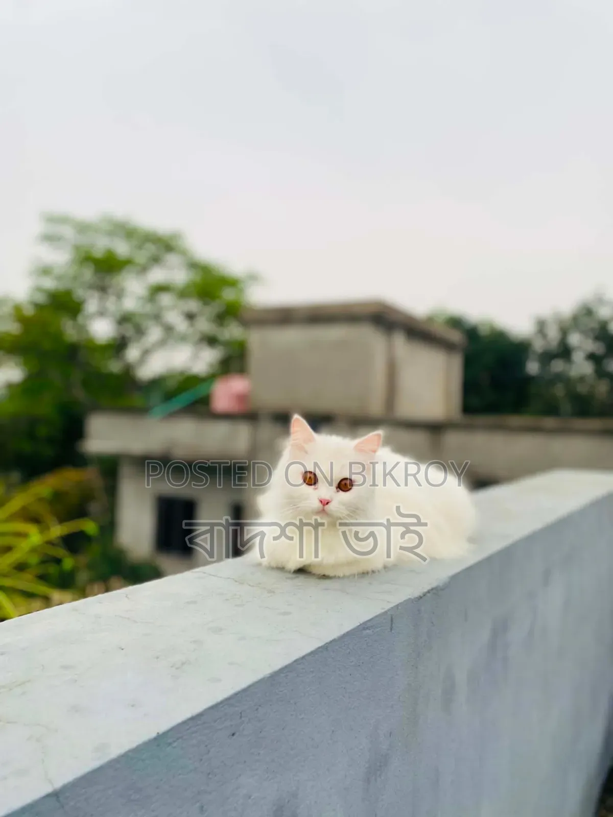 1+ Year Male Purebred Persian