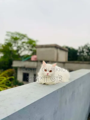 1+ Year Male Purebred Persian