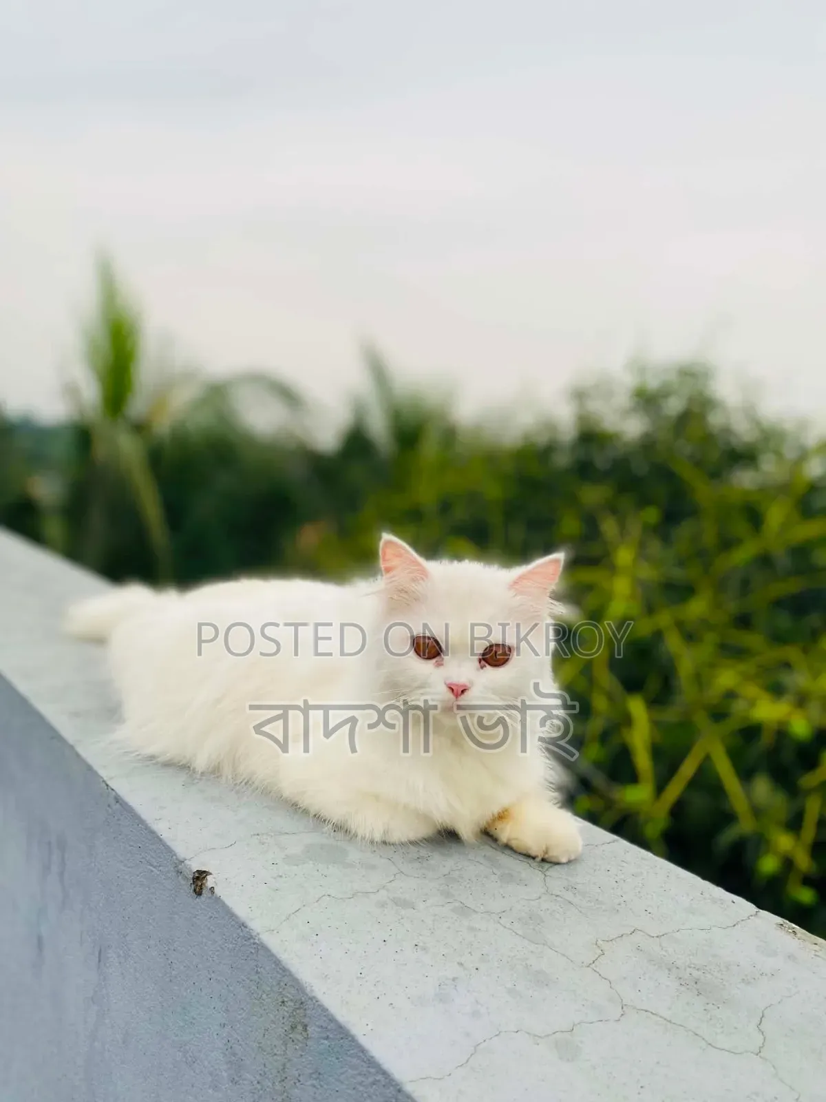 1+ Year Male Purebred Persian