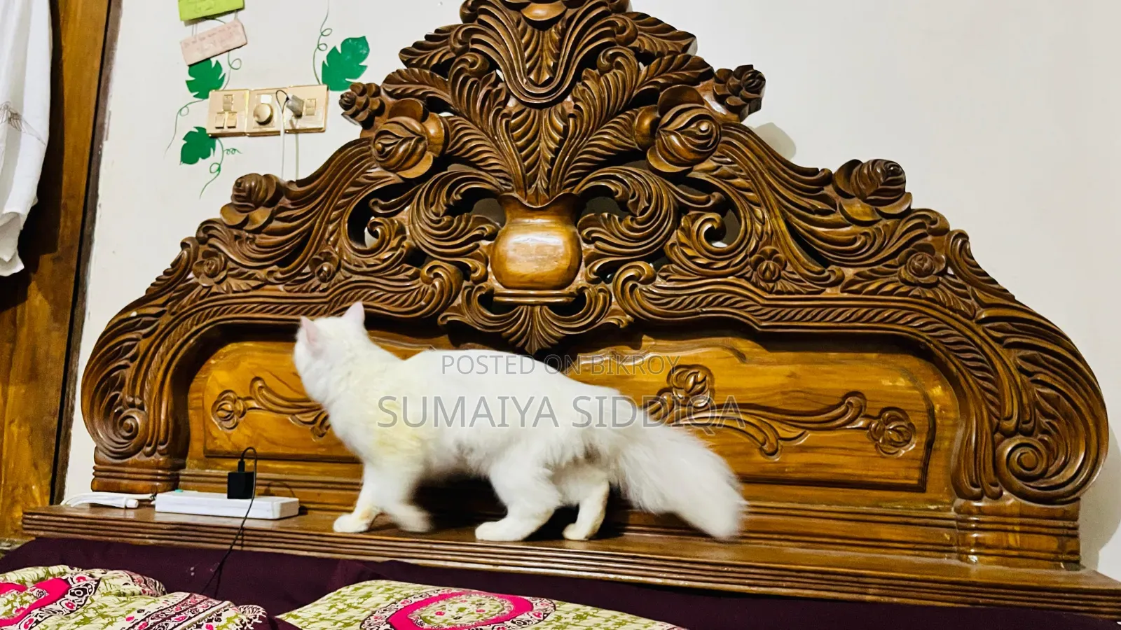 1-3 Months Female Purebred Persian