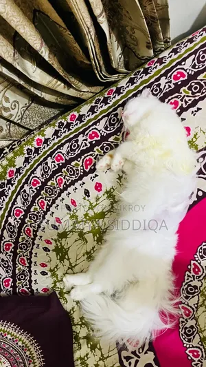 1-3 Months Female Purebred Persian