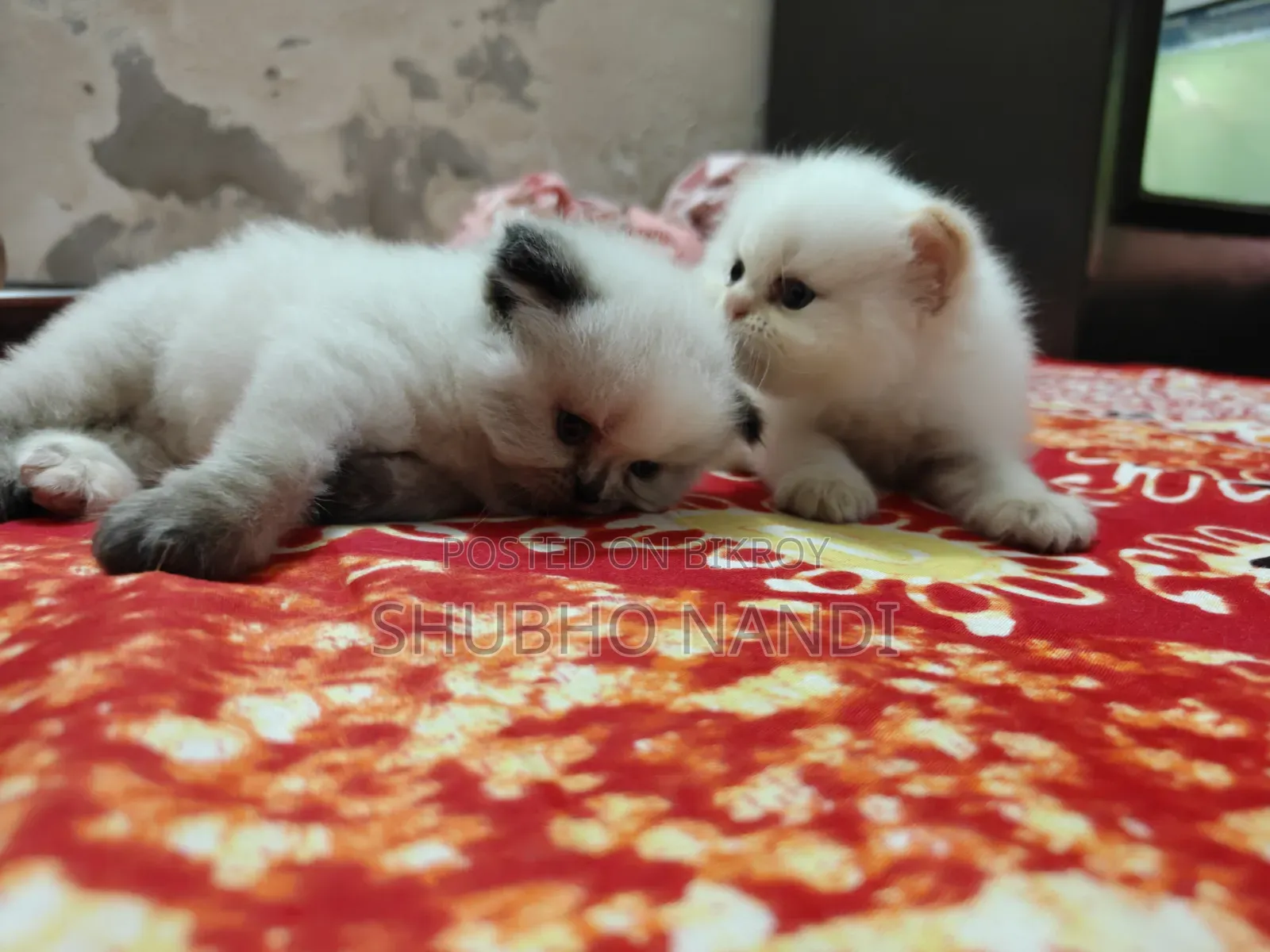 1-3 Months Female Purebred Persian Kitten
