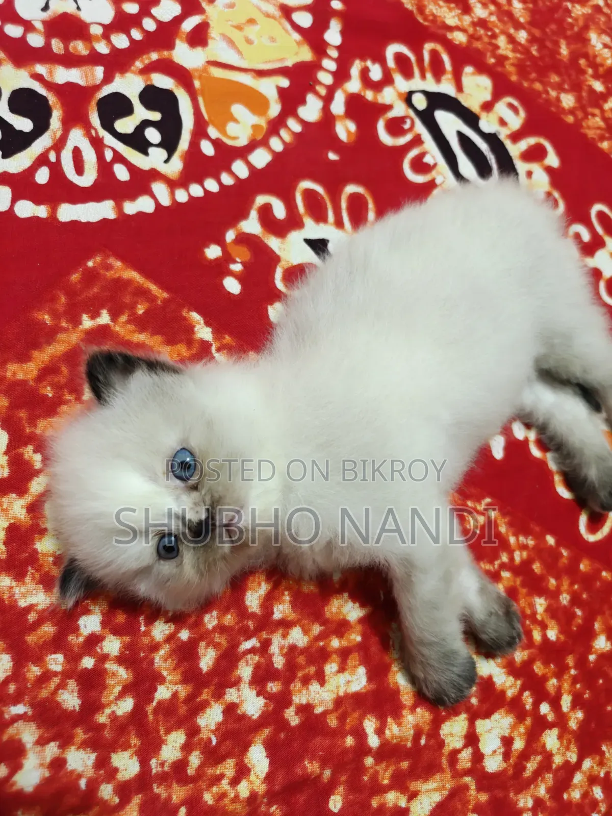 1-3 Months Female Purebred Persian Kitten