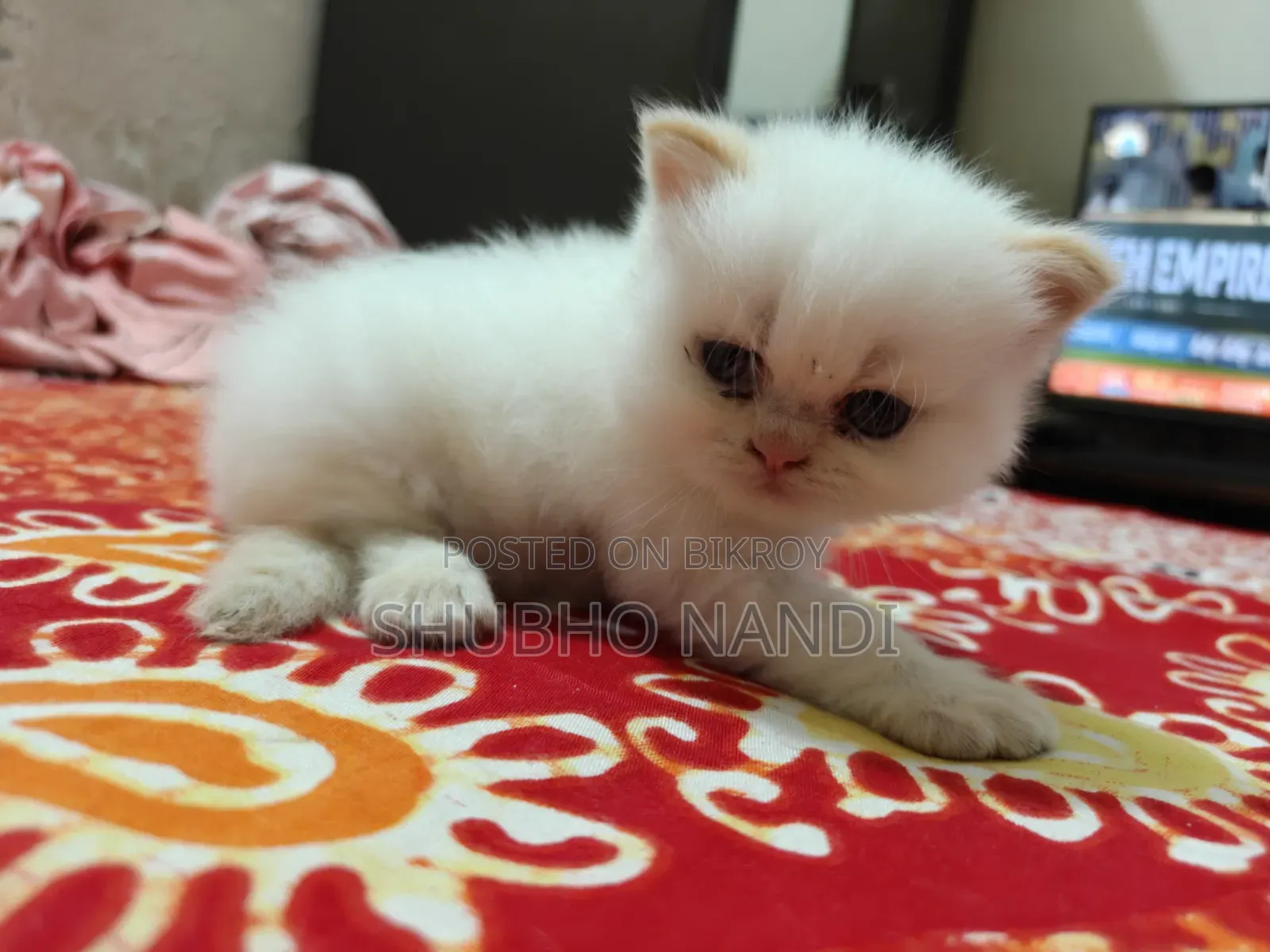 1-3 Months Female Purebred Persian Kitten