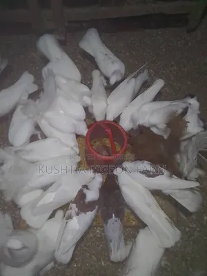 ময়ু্রী কবুতর নর নারী
