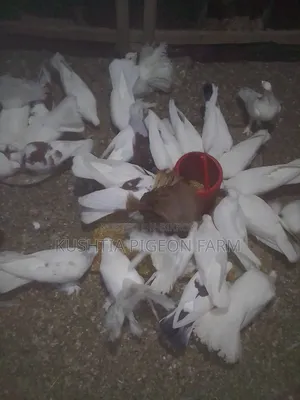 ময়ু্রী কবুতর নর নারী