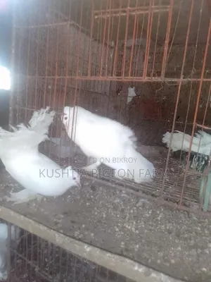 ময়ু্রী কবুতর নর নারী