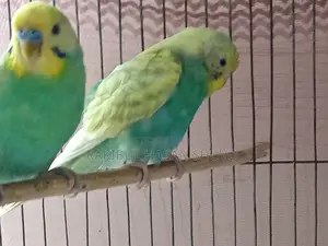রানিং জোড়া বাজিগর পাখি