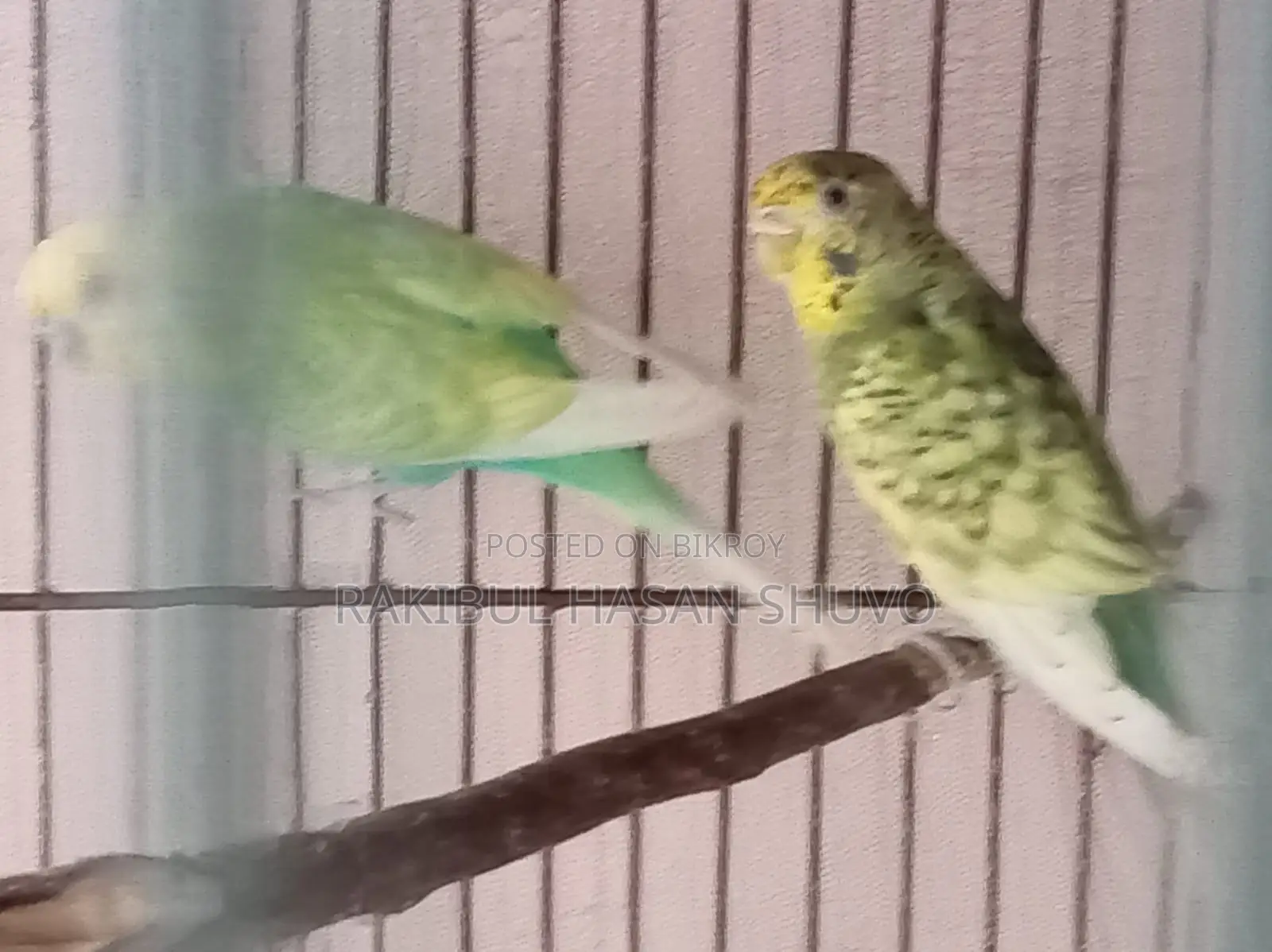 রানিং জোড়া বাজিগর পাখি