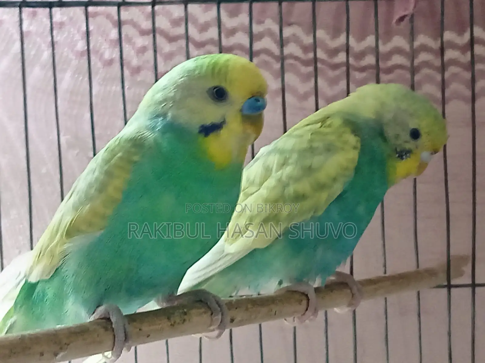 রানিং জোড়া বাজিগর পাখি